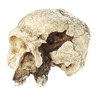 Schädelrekonstruktion von Homo heidelbergensis